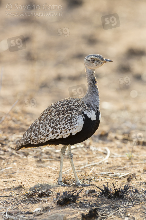 Red-crested Korhaan, side view of an adult male standing on the ground