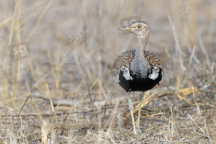 Red-crested Korhaan