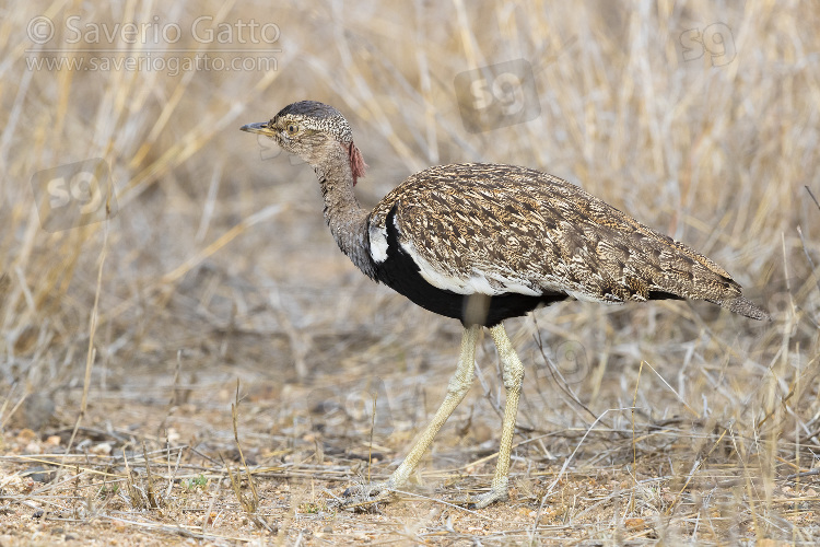 Red-crested Korhaan, side view of an adult male walking ih its habitat