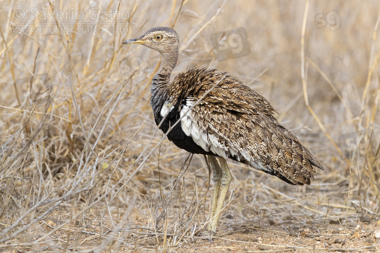 Red-crested Korhaan, side view of an adult male standing on the ground