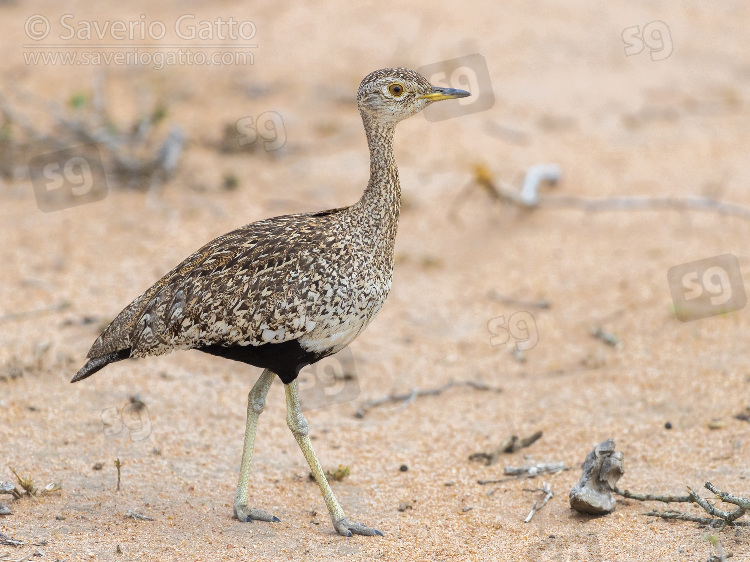 Red-crested Korhaan, side view of an adult female standing on the ground