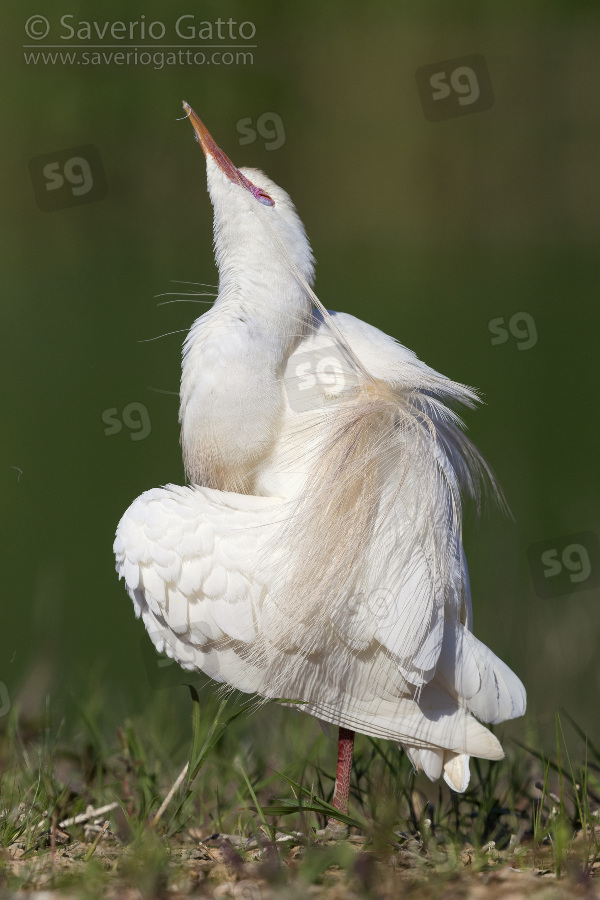 Cattle Egret, adult preening in full breeding plumage