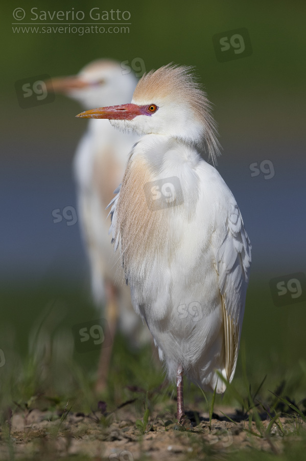 Cattle Egret, adults in full breeding plumage standing on the ground