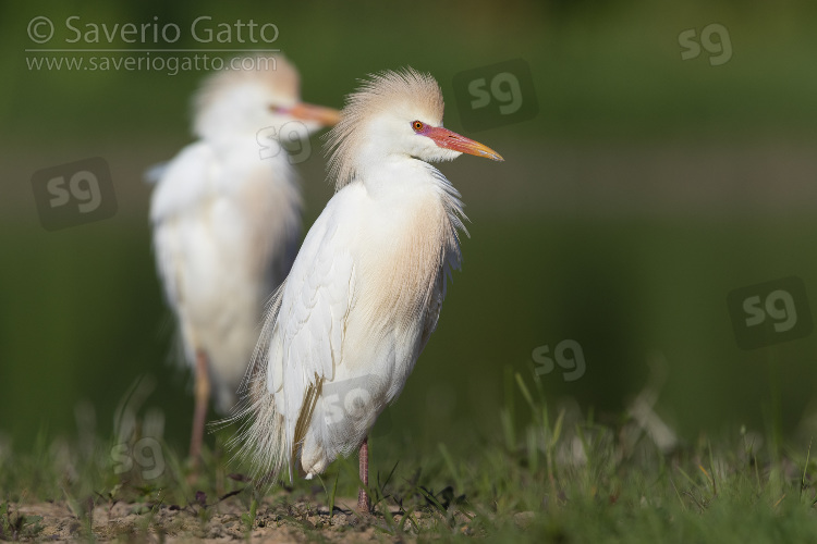 Cattle Egret