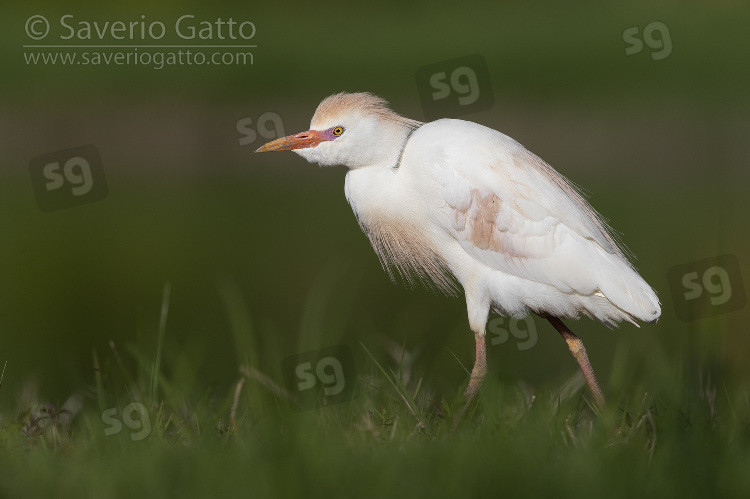 Cattle Egret, adult in breeding plumage walking on the grass