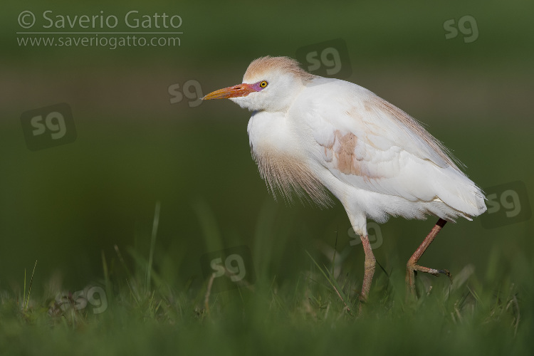 Cattle Egret, adult in breeding plumage walking on the grass