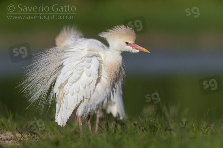 Cattle Egret, adult in full breeding plumage shaking its feathers