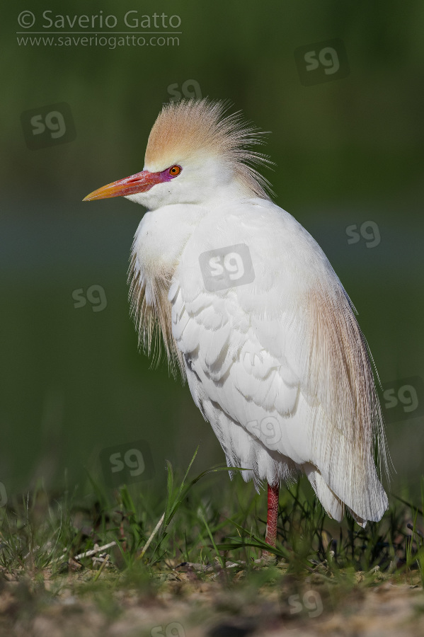 Cattle Egret, adult in full breeding plumage standing on the ground