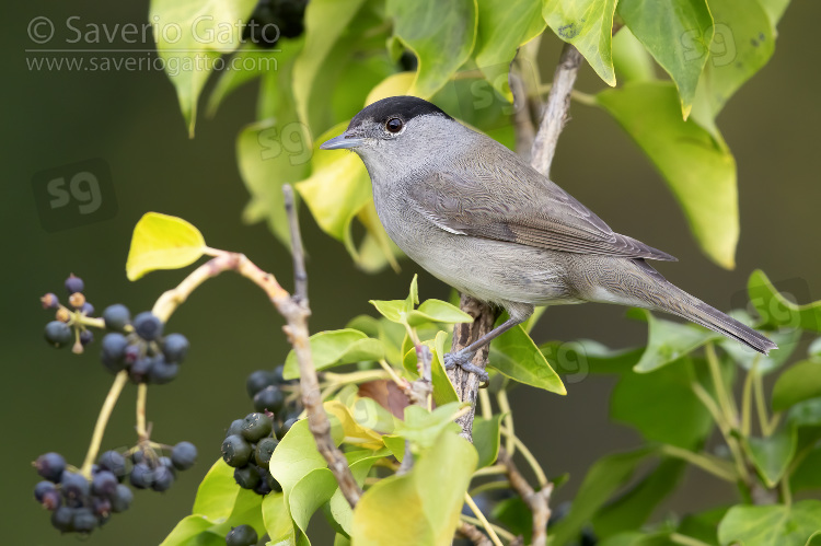 Eurasian Blackcap