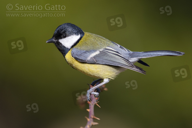 Great Tit, side view of an adult perched on a blackberry branch