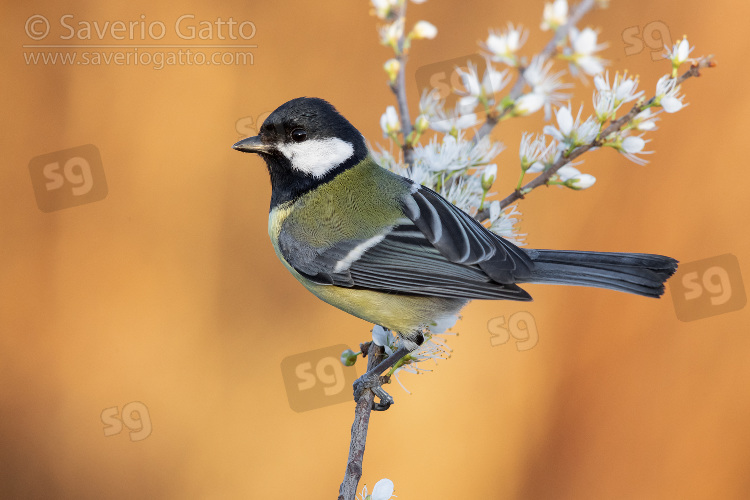 Cinciallegra, adulto posato su un prugnolo in fiore