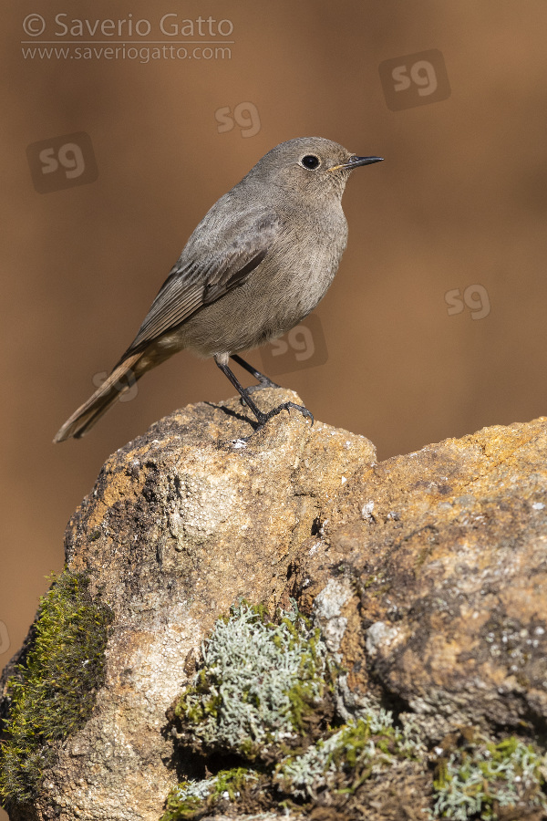 Black Redstart, individual perched on a rock