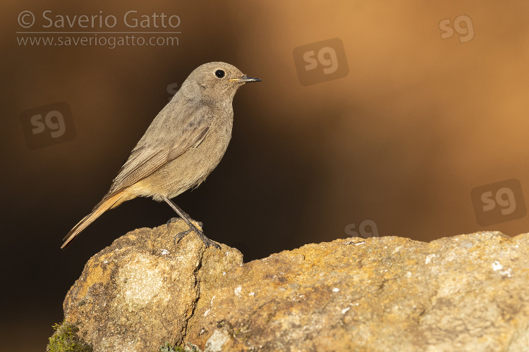 Black Redstart, individual perched on a rock