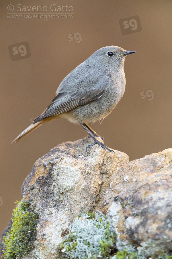 Black Redstart, individual perched on a rock