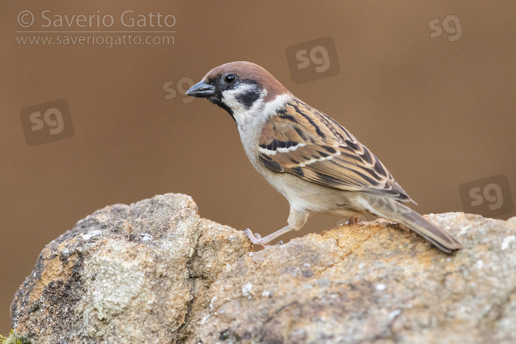 Eurasian Tree Sparrow, side view of an adult perched on a rock