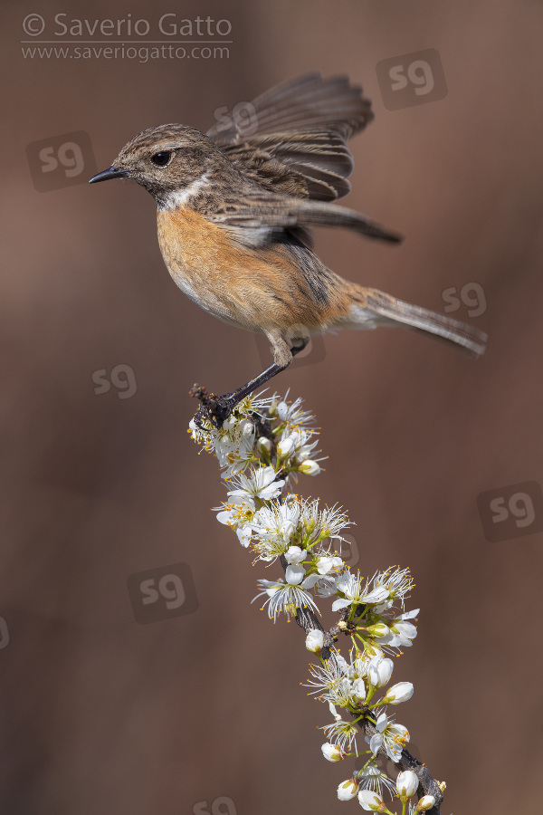 European Stonechat, adult female on a blackthorn branch