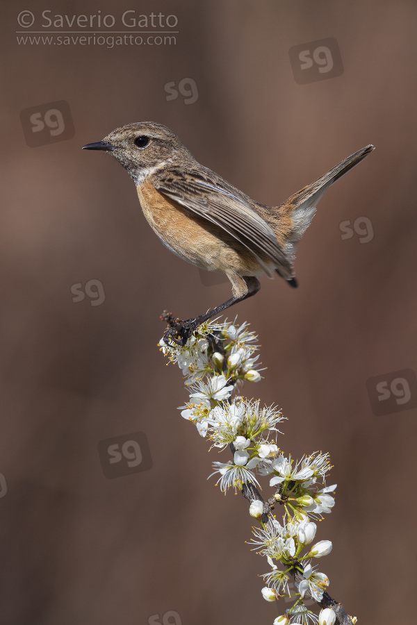 European Stonechat, adult female perched on a blackthorn branch