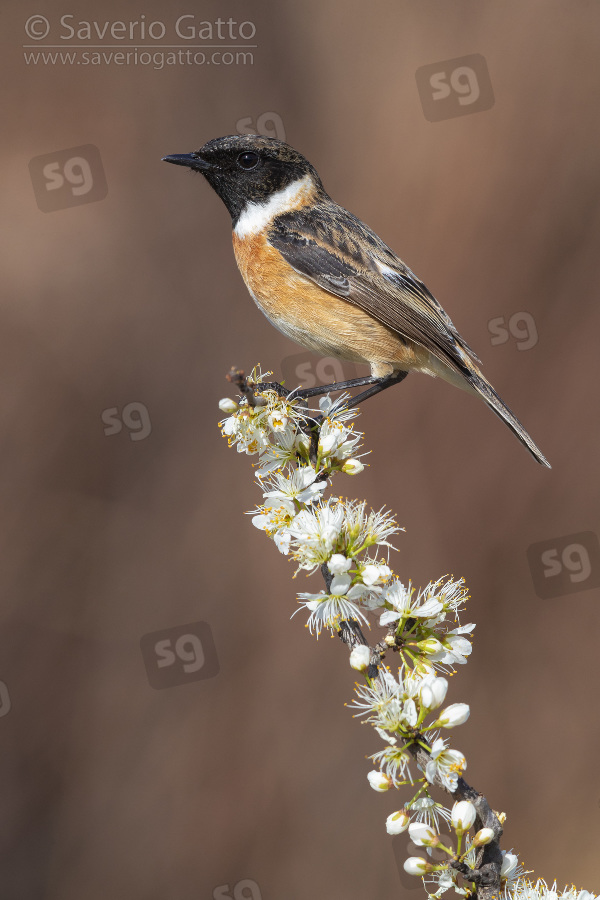 European Stonechat, side view of an adult male perched on a blackthorn branch