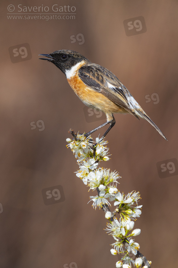 European Stonechat, adult male displaying on a blackthorn branch