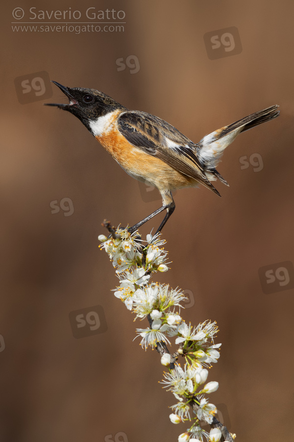 European Stonechat, adult male displaying on a blackthorn branch