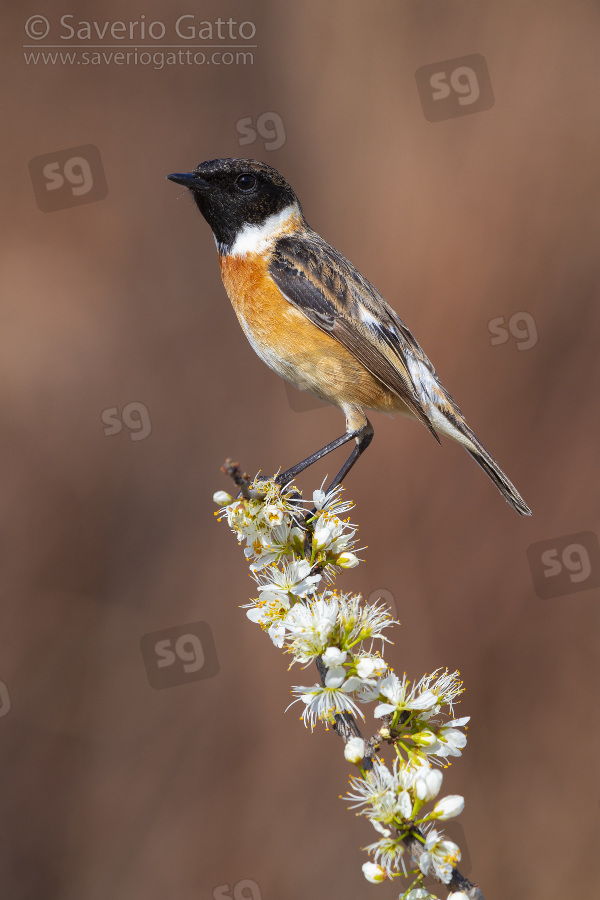 European Stonechat, adult male perched on a blackthorn branch