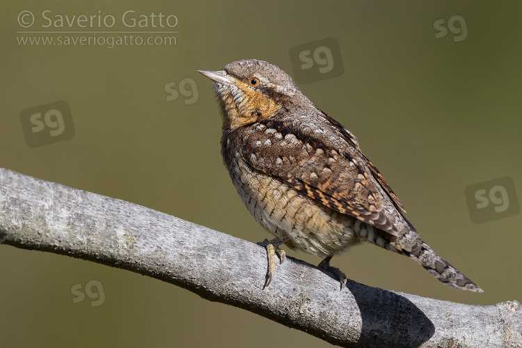Eurasian Wryneck, adult perched on a branch