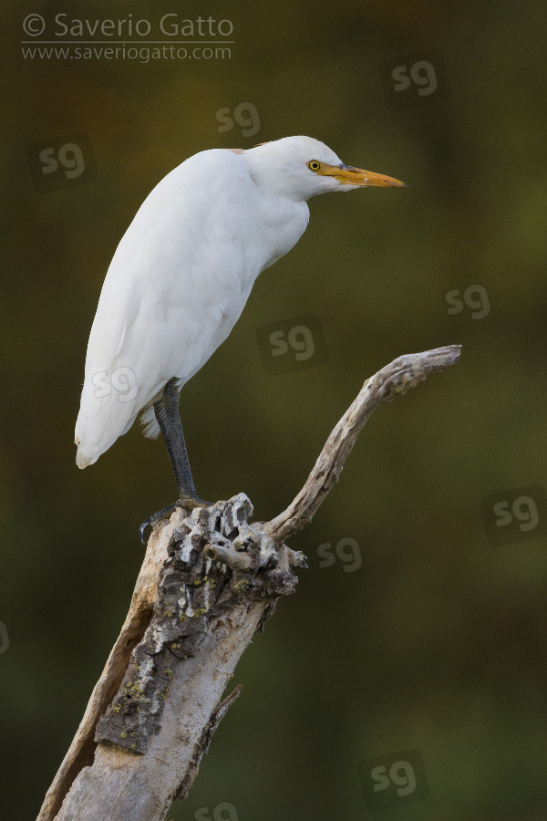 Cattle Egret, side view of an adult in winter plumage perched on an old trunk