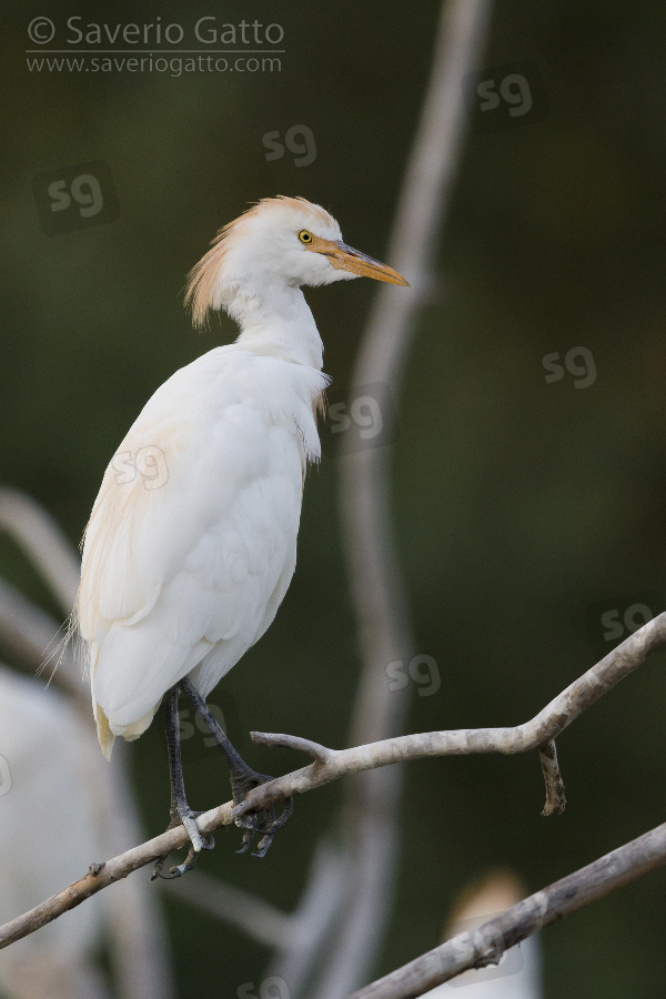 Cattle Egret