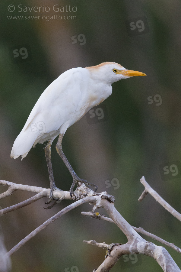 Cattle Egret, side view of an adult moulting to winter plumage