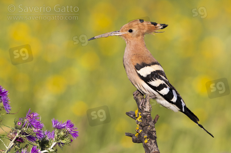 Eurasian Hoopoe, side view of an adult perched on a branch