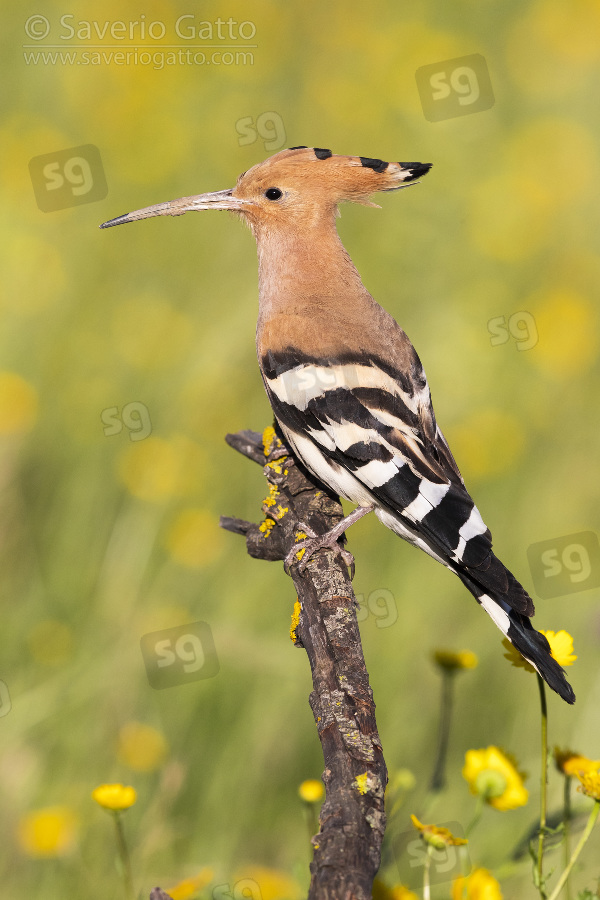Eurasian Hoopoe, side view of an adult perched on a branch