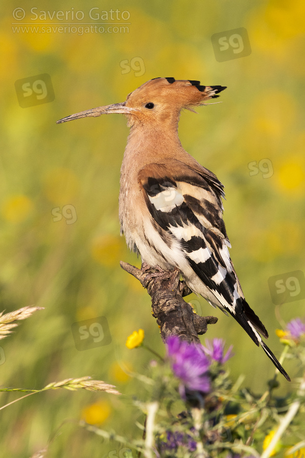 Eurasian Hoopoe, side view of an adult perched on a branch