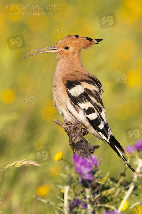 Eurasian Hoopoe, side view of an adult perched on a branch