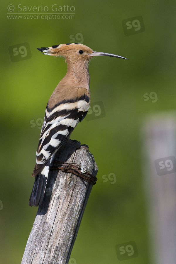 Eurasian Hoopoe, side view of an adult perched on a post