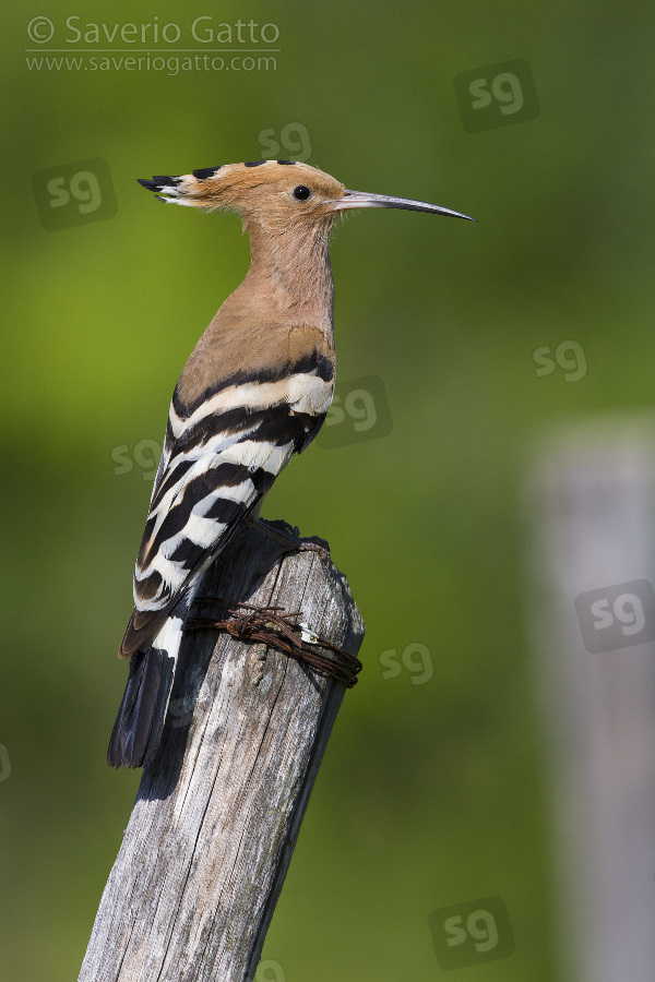 Eurasian Hoopoe