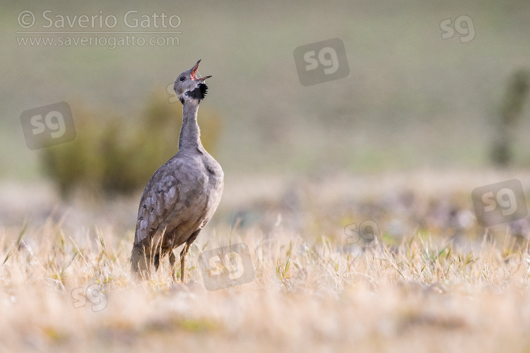 Otarda crestarossa, adulto che canta in una prateria