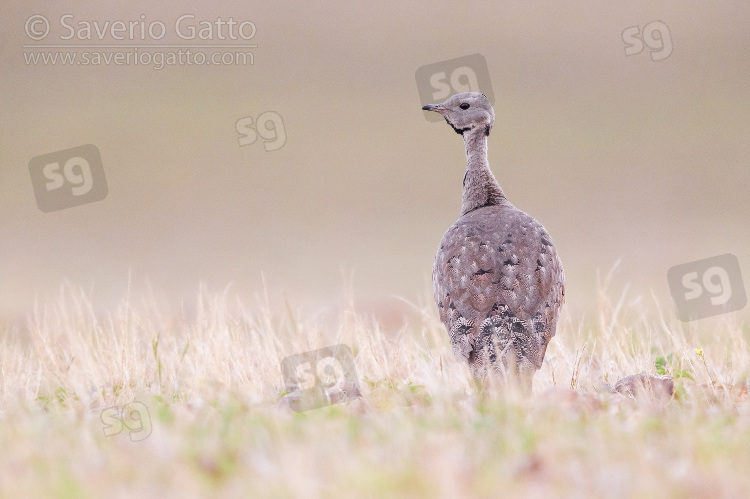 Karoo Korhaan, adult singing in a grassland