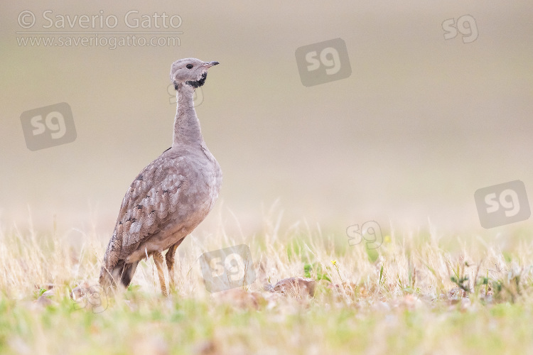 Karoo Korhaan, adult in a grassland