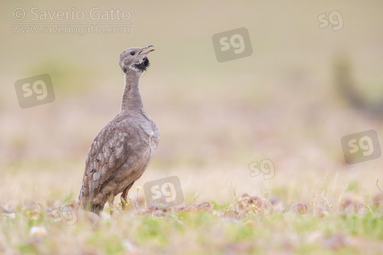 Karoo Korhaan, adult singing in a grassland