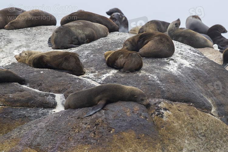 Otaria orsina del Capo, individui a riposo su una roccia