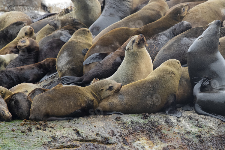 Cape Fur Seal, individuals in a colony