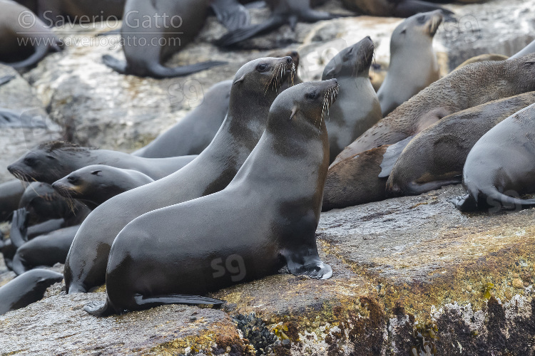 Cape Fur Seal, two females standing in a colony