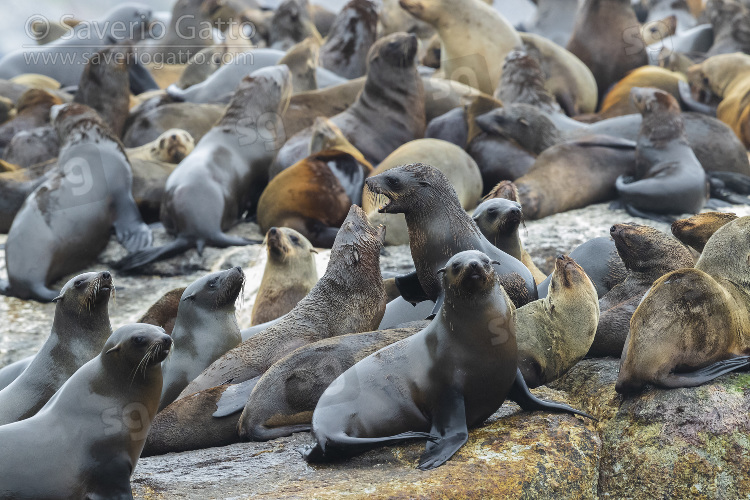 Cape Fur Seal, a colony in hout bay (south africa)
