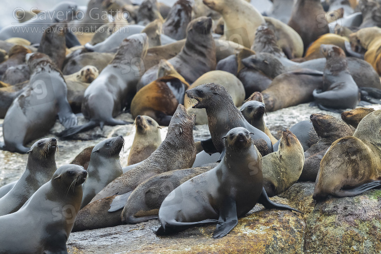 Otaria orsina del Capo, colonia nei pressi di hout bay (sudafrica)