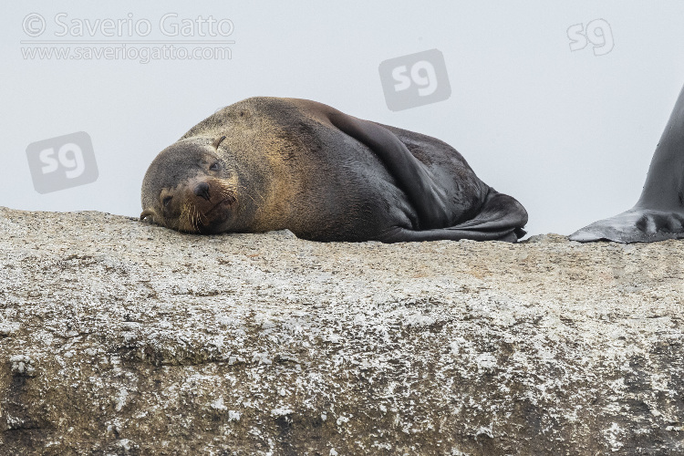 Cape Fur Seal, female resting on a rock