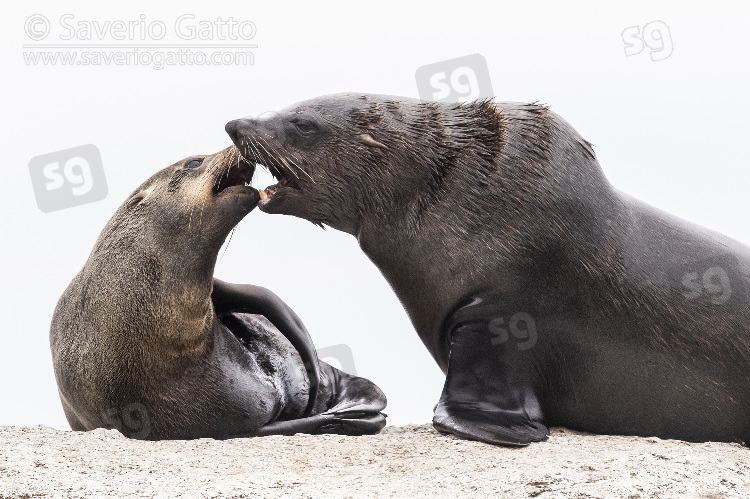 Otaria orsina del Capo, maschio e femmina che interagiscono