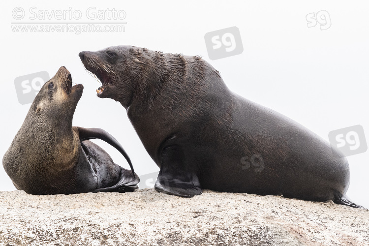 Cape Fur Seal, a male and a female close to each other