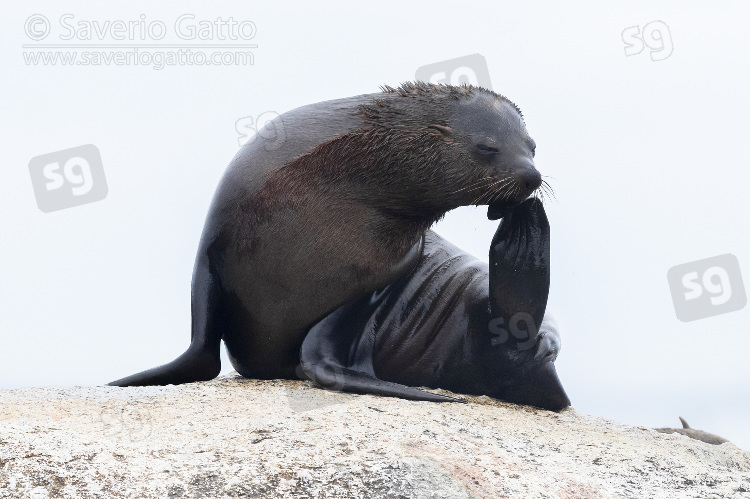 Otaria orsina del Capo, femmina adulta mentre si gratta il mento