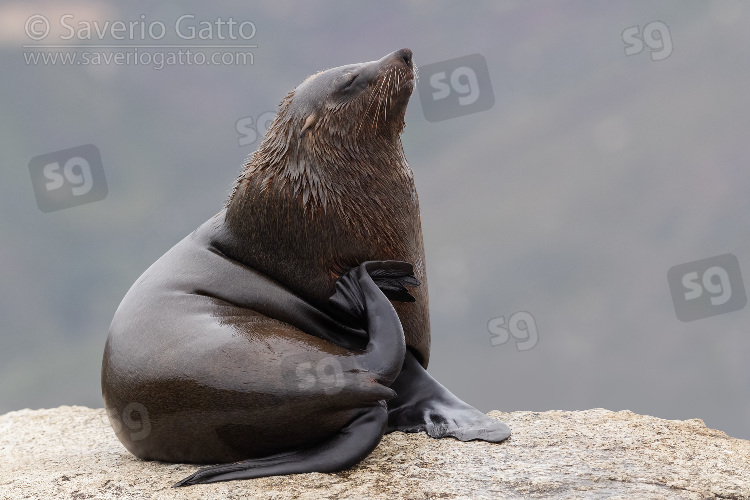Cape Fur Seal, adult male scratching its neck