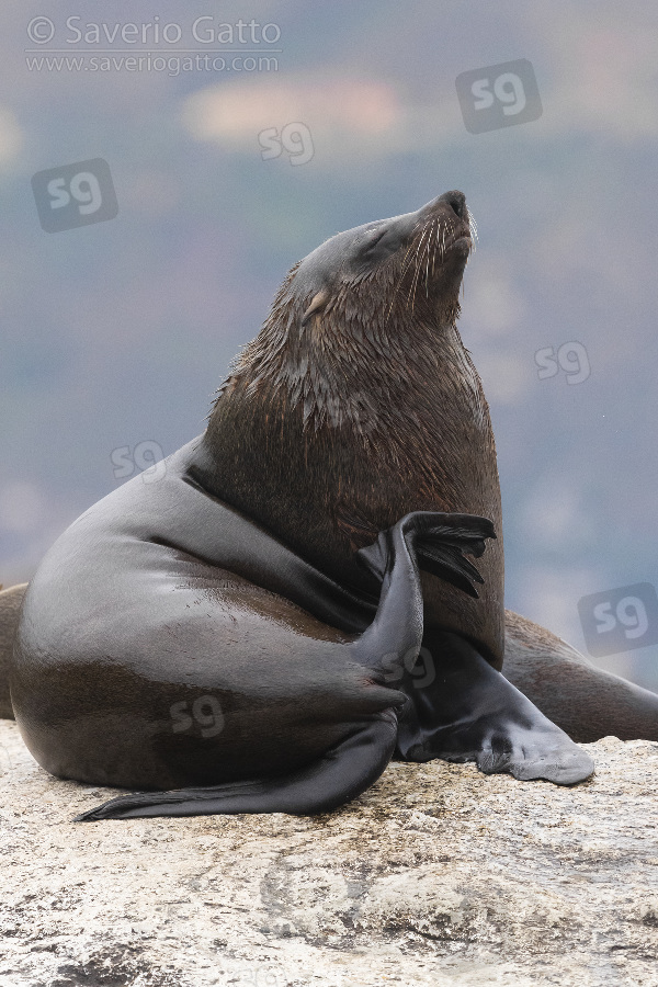 Cape Fur Seal, adult male scratching its neck